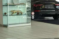 Volkswagen Tiguan din 2025 cu 24.627 km - oferta VOL142709 - foto 27