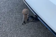 Audi A5 din 2022 cu 42.429 km - oferta AUD179498 - foto 12