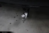 BMW X5 (Seria X) din 2024 cu 85.681 km - oferta BMW183953 - foto 6